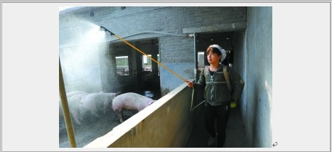 17日,河南省沁阳一家养猪场人员正在对猪舍进行清洁消毒.