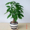 办公室植物租赁 上海办公室植物租赁养护 办公室植物租赁哪家好 巨贤供