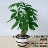 绿化租赁租摆供应商 上海绿化租赁租摆供应商 上海绿化租赁租摆供应商价格优 巨贤供