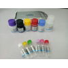 人睾酮（T）酶联免疫（ELISA）试剂盒