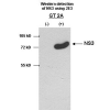 Anti-HCV NS3 antibody [2E3]