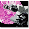 Olympus CX31教学临床级显微镜-CX