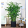 绿植租摆介绍详情 上海绿植租摆介绍详情 上海绿植租摆协议 巨贤供