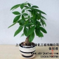 专业花卉租摆绿植租赁室外养护 上海专业花卉租摆 绿植租赁室外养护 巨贤供