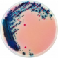 法国科玛嘉沙门氏菌显色培养基