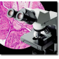 Olympus CX31教学临床级显微镜-CX